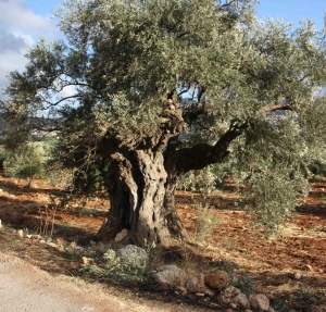 Roman olive tree in Jordan