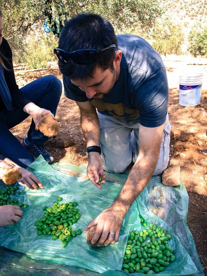 Jordan Adventure Tour - Olive Harvest Experience - Photos 2013