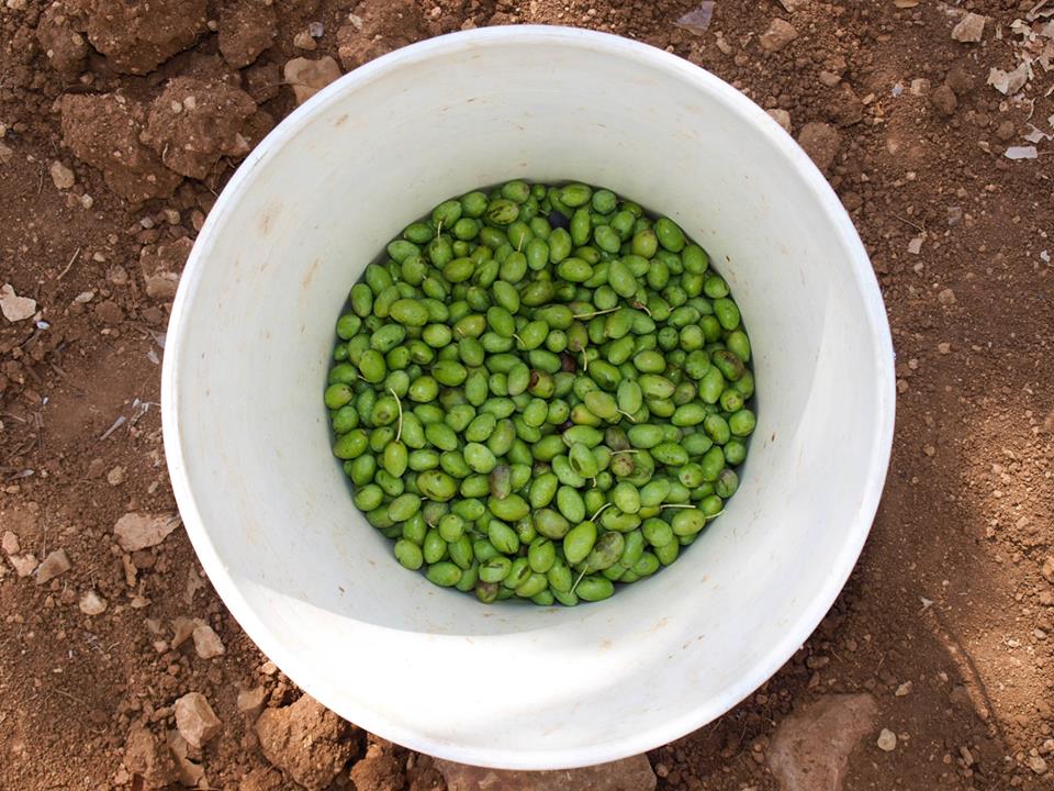 Jordan Tour Olive Harvest Experience Photos 2013 Engaging Cultures