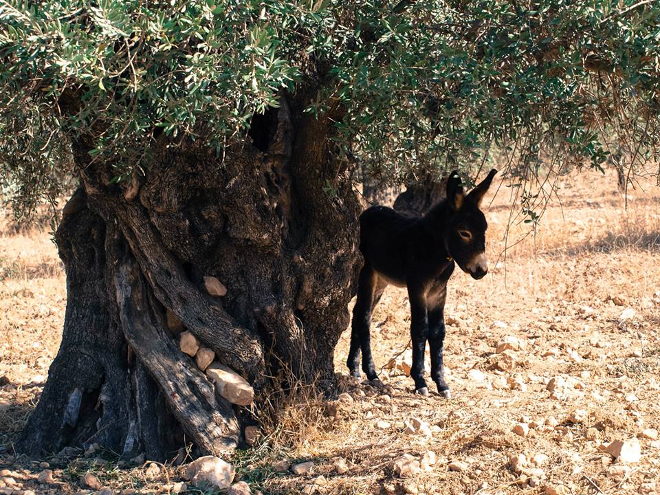 1500 yr old Roman Olive Tree in Jordan w/Donkey!