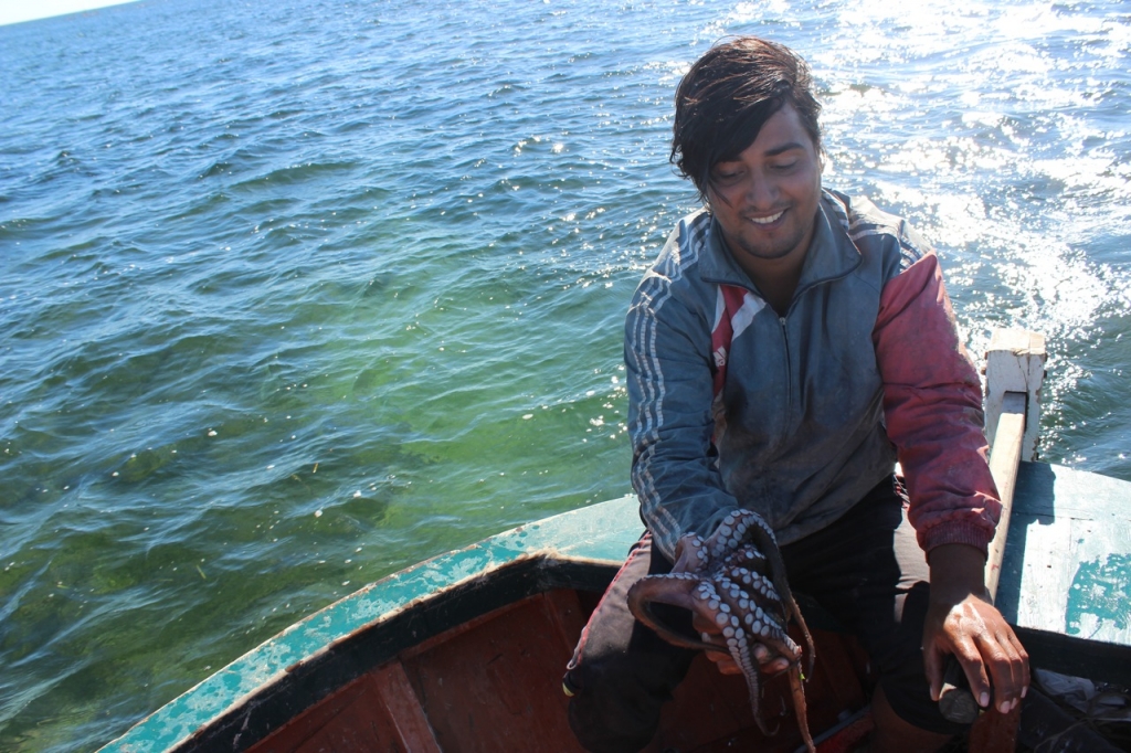 Catching an Octopus Kerkennah