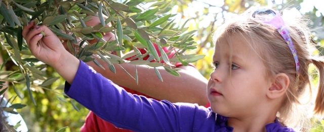 foreign girl - Ajloun Jordan Olive Harvest