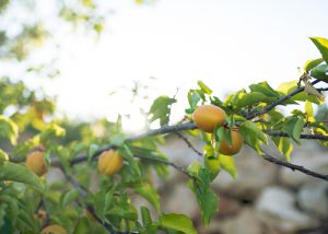 a lemon tree photo taken on a Palestine and Jordan tour