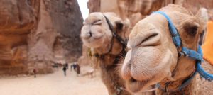 camels in Petra Jordan