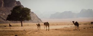 camels in the wadi rum desert of Jordan