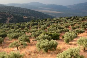 Hills of Palestine - Palestine Private Holy Land Tour